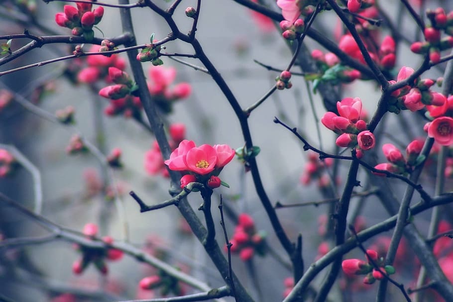 pink petaled flowers on focus photo, bud, spring, tree, flowering HD wallpaper
