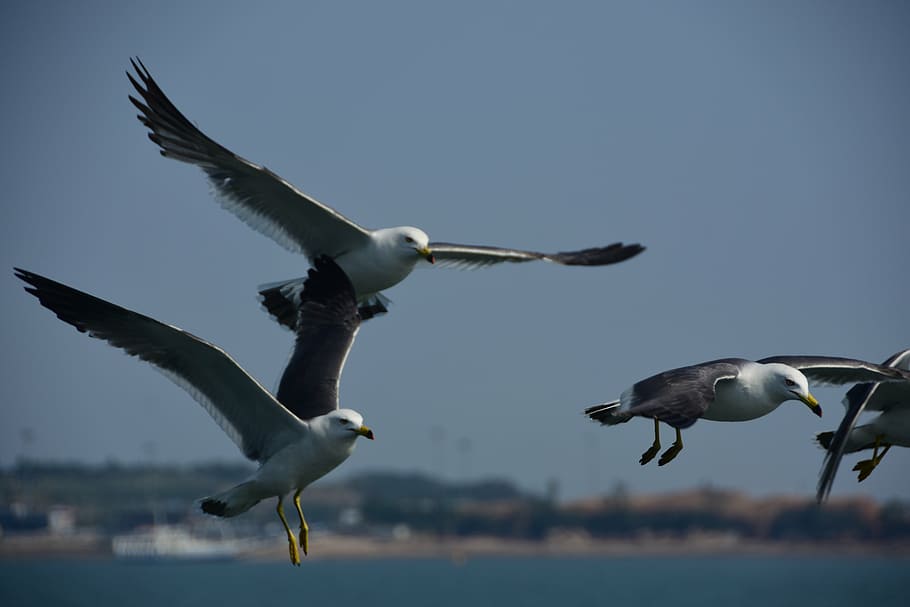 seagull, emergency, flight, sky, wing, new, flying, animal themes HD wallpaper