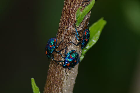 bug, insect, blue, red, beetle, bug insect, nature, bugs, insects HD wallpaper