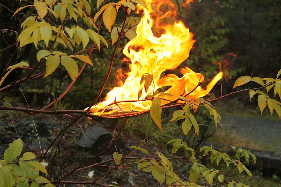 fire, nature, life, forest, flame, burning, fire - natural phenomenon HD wallpaper