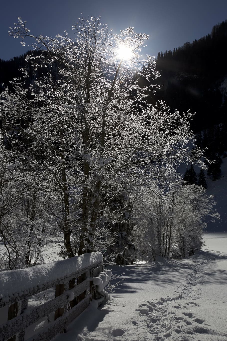 snowy, trees, wintry, winter magic, snowy trees, plant, cold temperature HD wallpaper