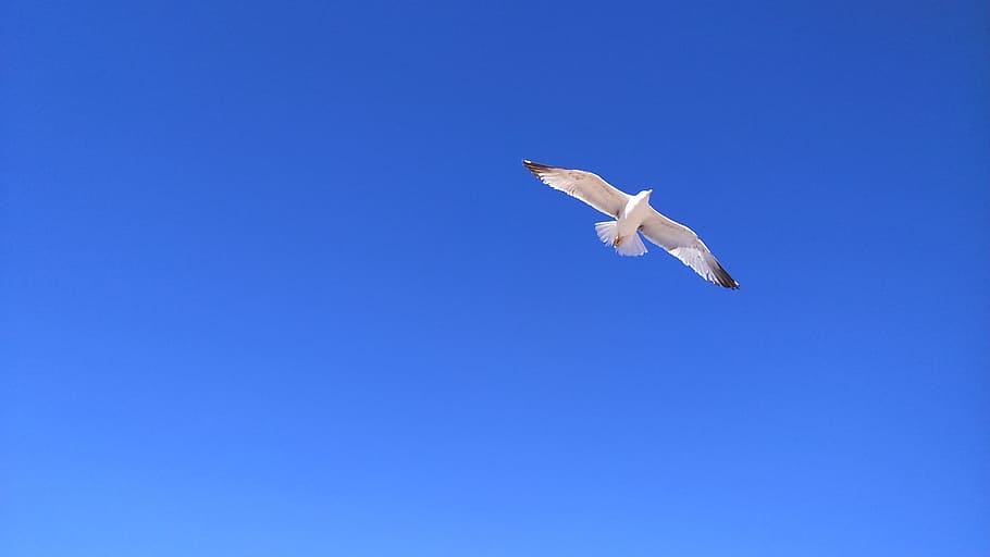 gull, sky, bird, animal themes, one animal, flying, animal wildlife HD wallpaper