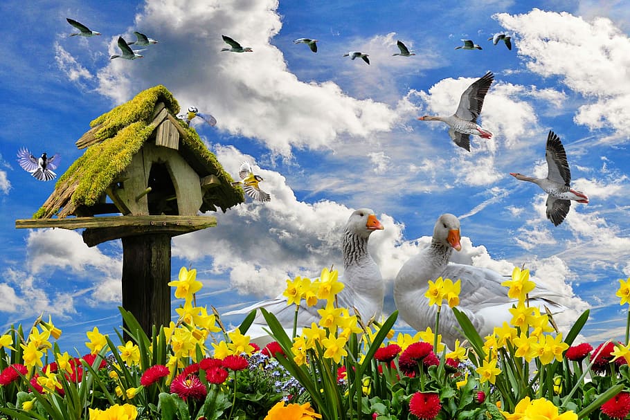 flock of ducks with flowers at daytime, nature, spring, spring flowers HD wallpaper