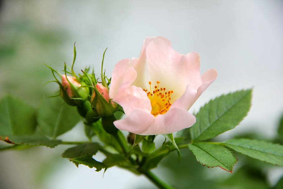 Flowers, Pink, rose, freshness, nature, selective focus, plant HD wallpaper