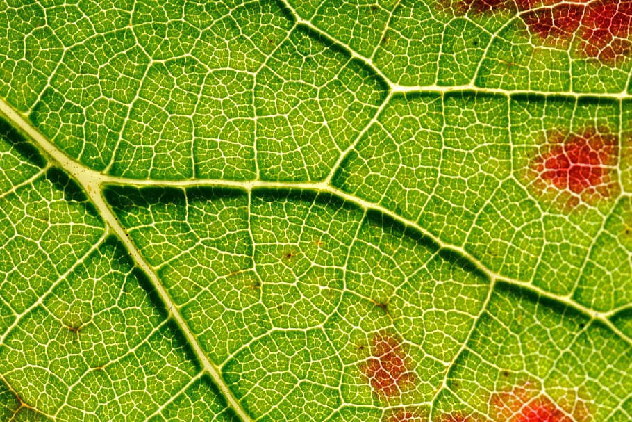 Structure, Vine, Emerge, Close, autumn, leaf, nature, plant HD wallpaper