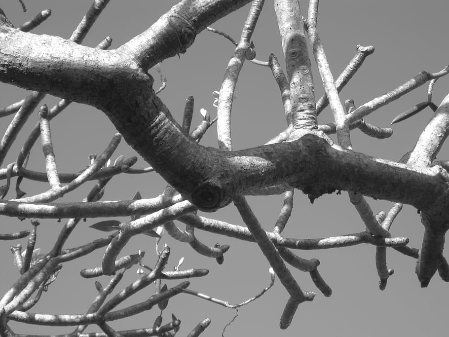 frangipani, tree, tropical, no people, close-up, nature, branch HD wallpaper