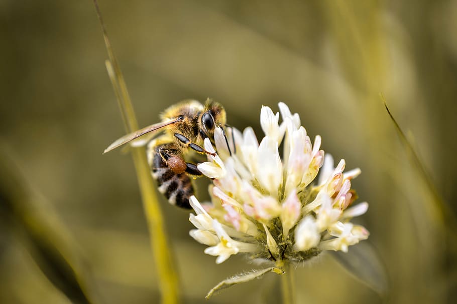 macro, insect, nature, fly, summer, fauna, single, flower, flowering plant HD wallpaper