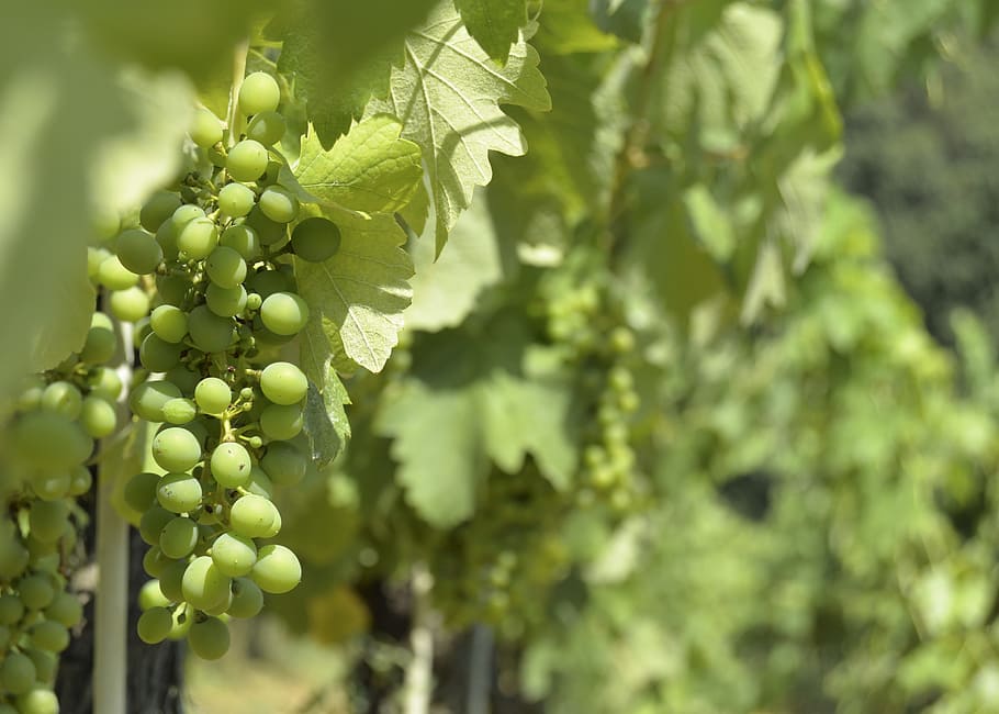grape, sun, summer, wine, plant, growth, fruit, food and drink HD wallpaper