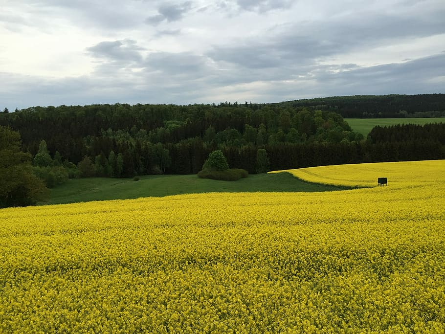 Dankerode, Resin, Rape, In Bloom, rape in bloom, landscape HD wallpaper