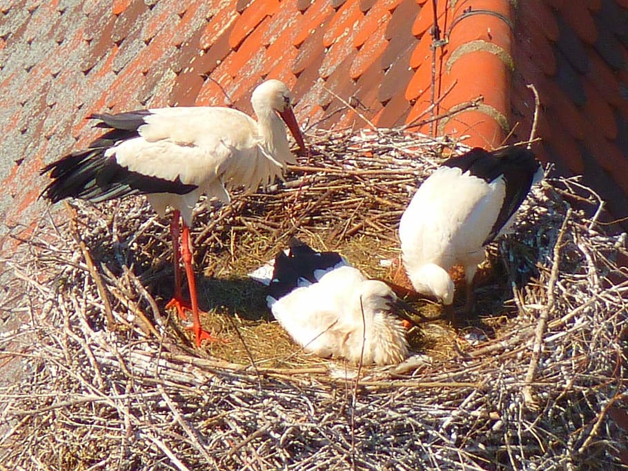 stork, storks, birds, animals, vertebrate, animal themes, animal wildlife HD wallpaper