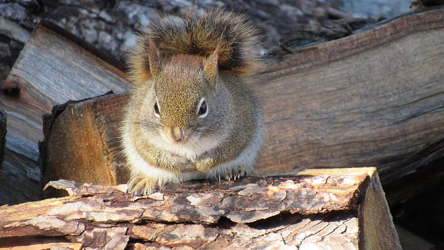 Squirrel, Winter, Cute, Fur, Animal, wildlife, cold, wood, rodent HD wallpaper