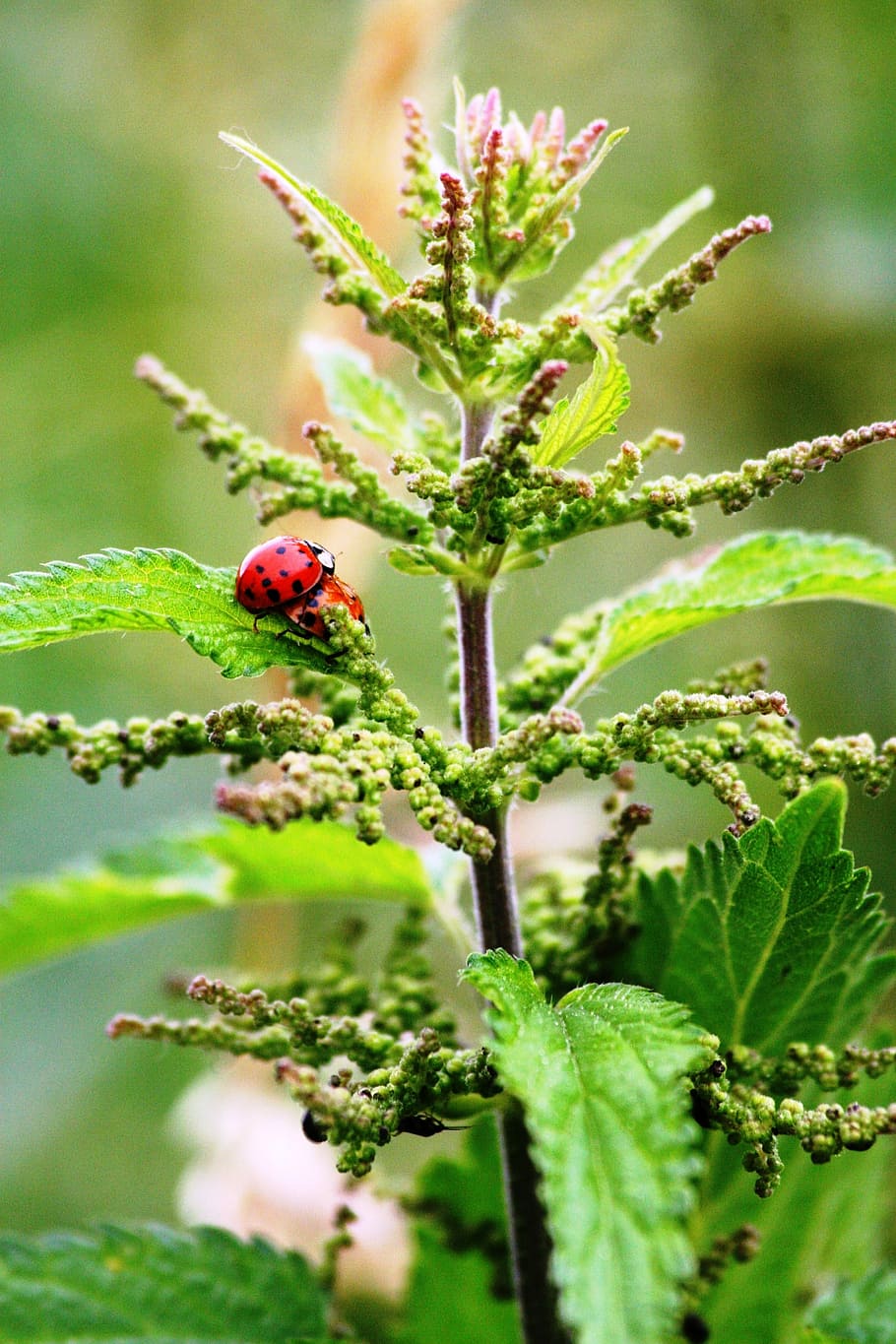 Stinging Nettle, Blind Nettle, incomplete, ladybug, nature, animal wildlife, HD wallpaper