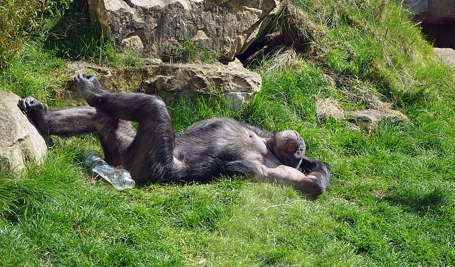 black chimpanzee on green grass field during daytime, monkey HD wallpaper