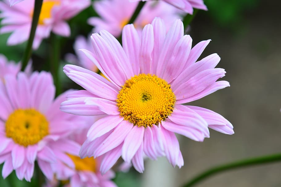 daisy, flower, daisies, flowering plant, freshness, beauty in nature HD wallpaper