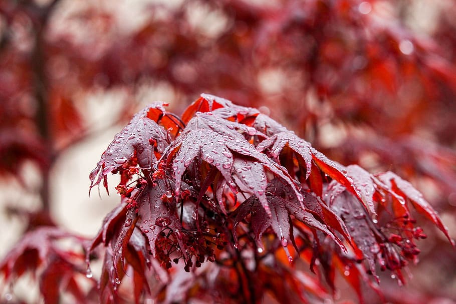 fall, leaf, season, nature, tree, red, close-up, no people HD wallpaper