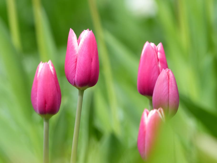 Tulips, Nature, Pink, Spring, flower, plant, pink color, freshness HD wallpaper