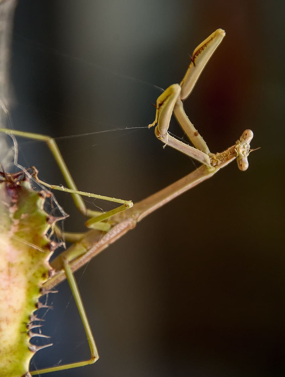 Praying Mantis, Mantid, Insect, large, brown, wild, queensland HD wallpaper