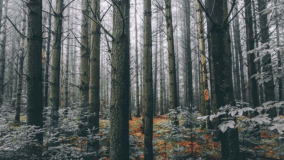 trees, forest, plants, nature, green, grass, land, trunk, woodland HD wallpaper