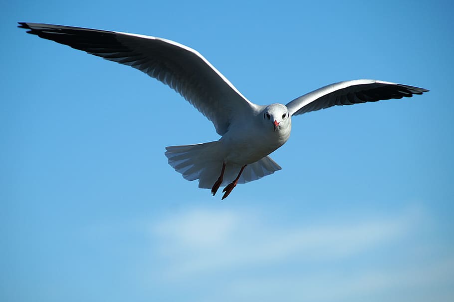 gray bird on flight, gull, tern, bird flight, flying, seagull HD wallpaper