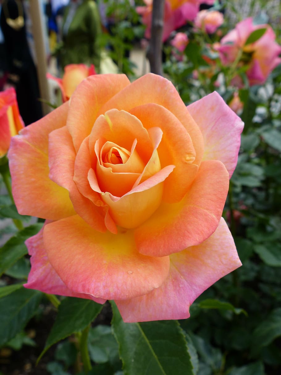 rose, salmon, open rose, flowering plant, beauty in nature HD wallpaper