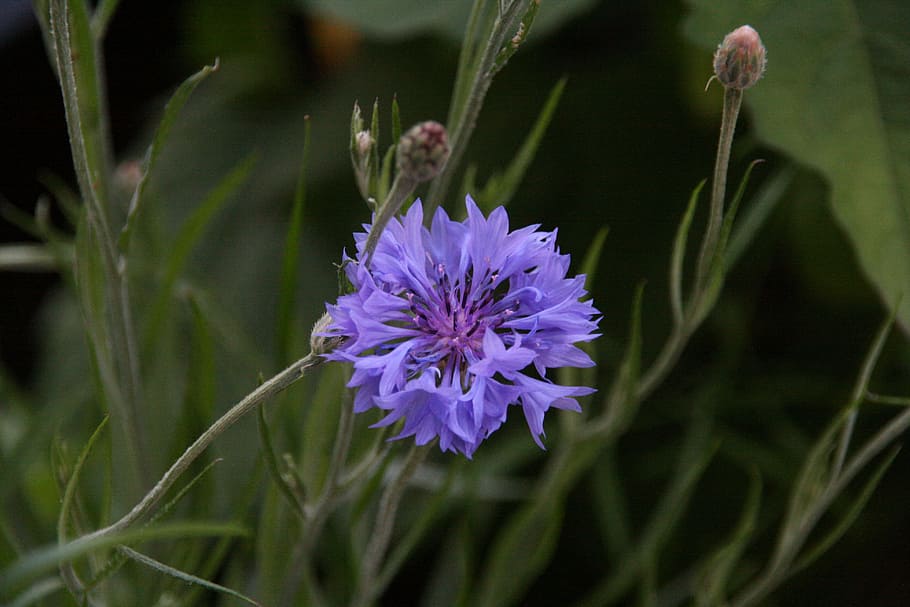 Cornflower, Blue, Blue, Flower, Summer, blossom, bloom, purple HD wallpaper