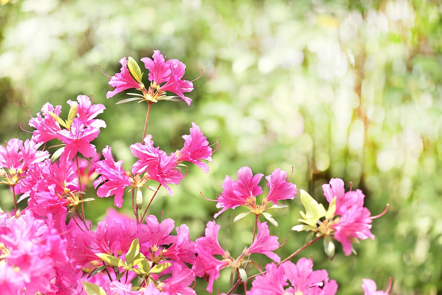 operation red, anyangcheon, gaucho, spring, flower, flowering plant HD wallpaper