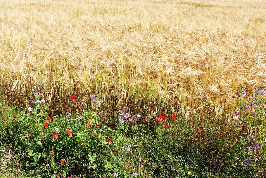 fields, wheat, wheat fields, cereals, epi, agriculture, cultures HD wallpaper