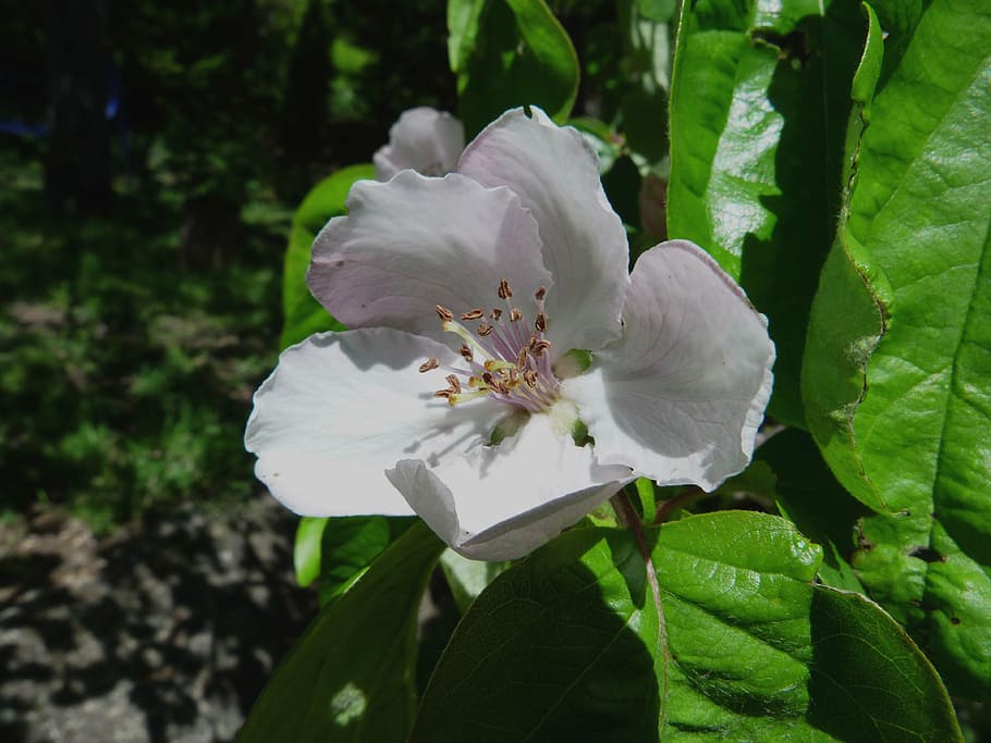flower, nature, spring, macro, garden, plant, petal, leaf, flowering plant HD wallpaper