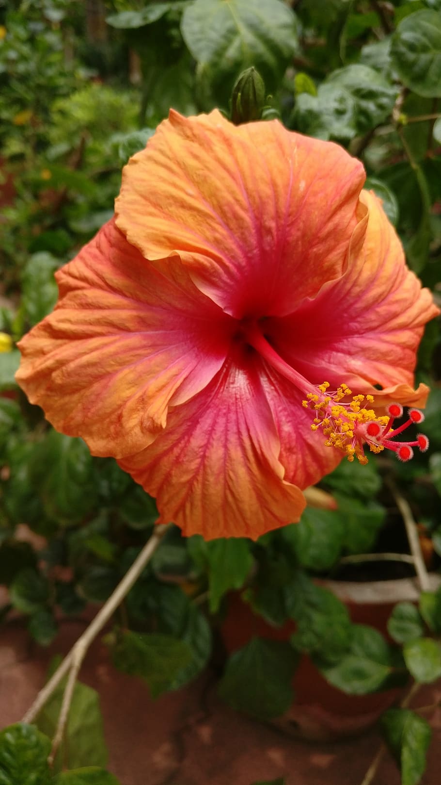 hibiscus, orange, colorful, flower, tropical, nature, plant, HD wallpaper