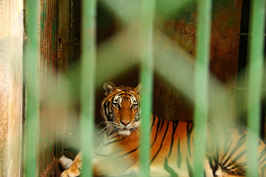 animal, tiger, cage, cat, feline, animal themes, mammal, one animal HD wallpaper