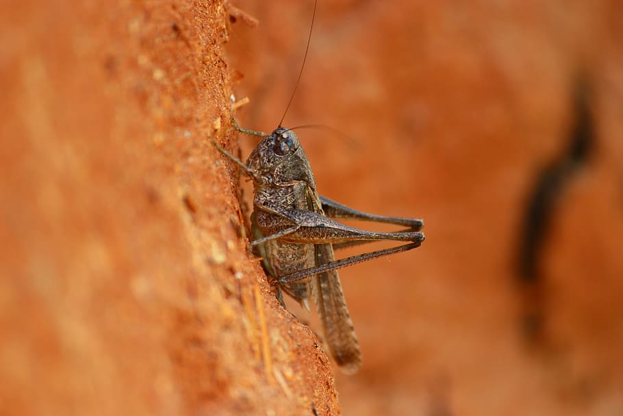 Grasshopper, Insect, Animal, one animal, animal themes, animals in the wild HD wallpaper
