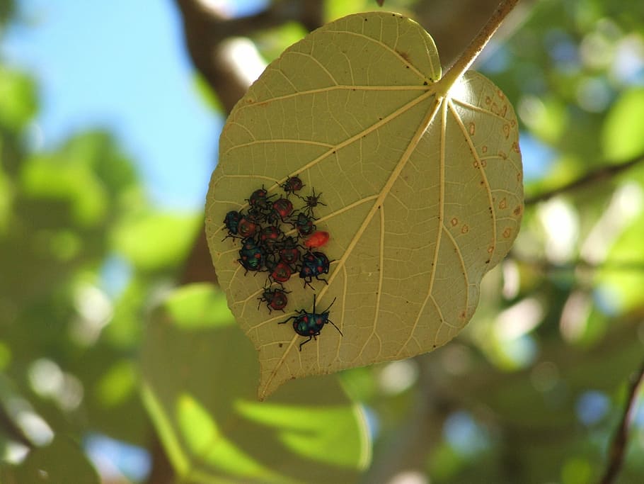 Bugs, Insects, Beetle, Leaf, beetles, nature, bug insect, animal themes HD wallpaper