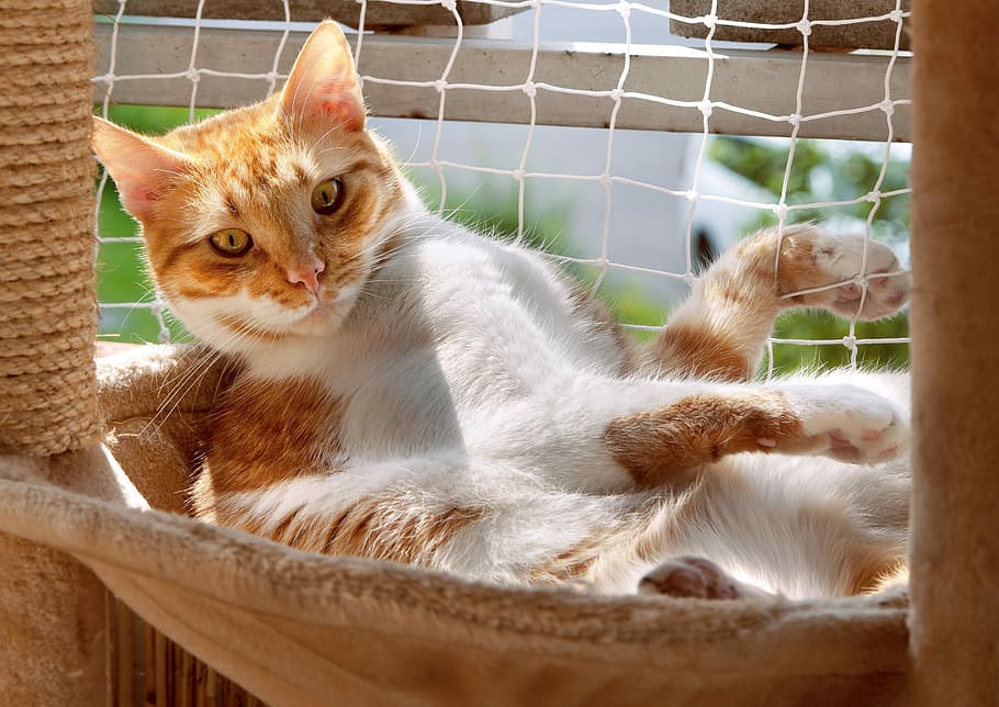 orange tabby cat, cat power, cozy, deck trough, kratzbaum, chill out HD wallpaper