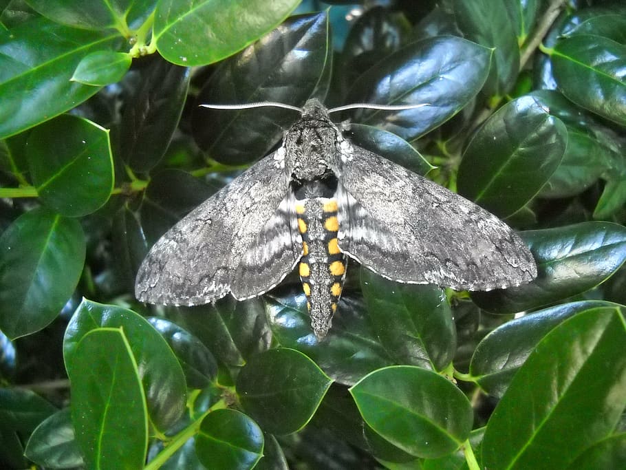 moth, grey, gray, wing, antenna, insect, macro, nature, green HD wallpaper
