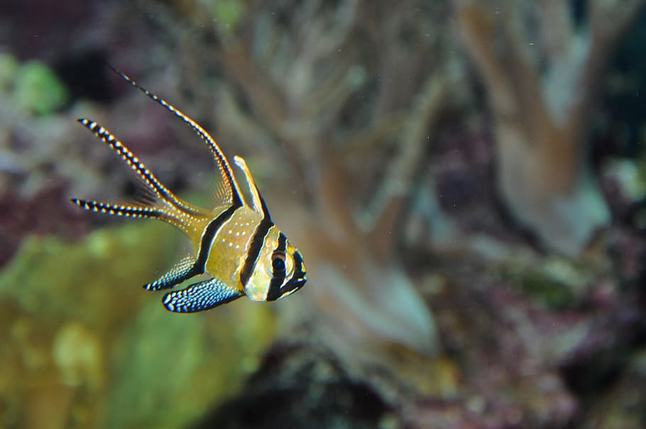 yellow and black fish in close-up photo, cardinalfish, perch HD wallpaper