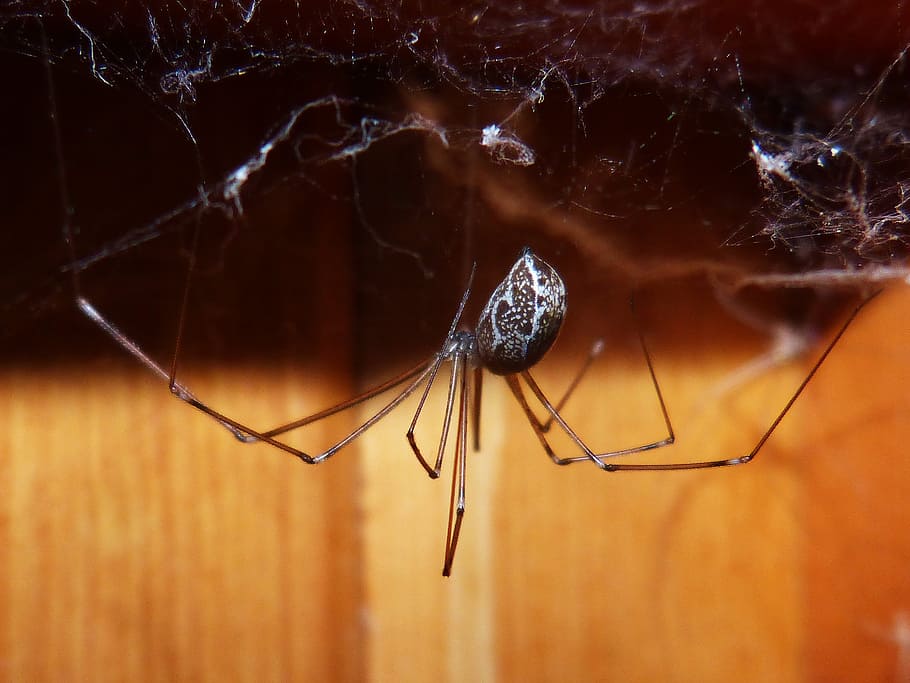 spider, spider zancuda, web, insect, macro, invertebrate, close-up HD wallpaper