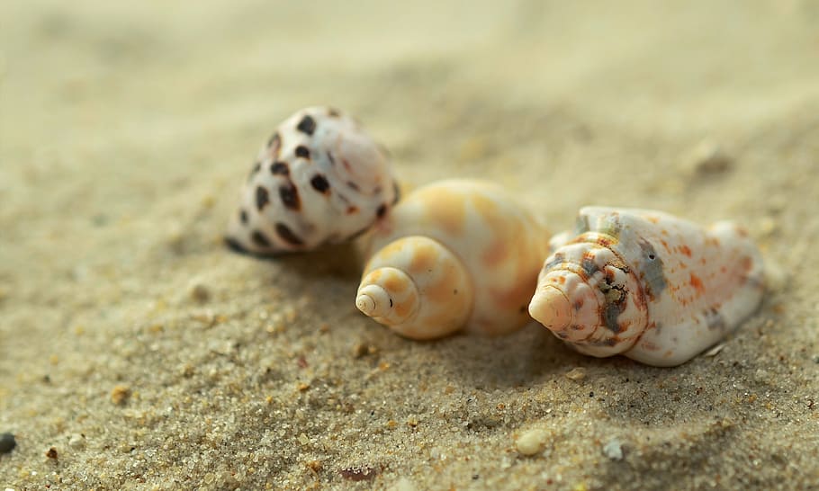 three white and yellow sea shells on brown sand, mussels, snails HD wallpaper