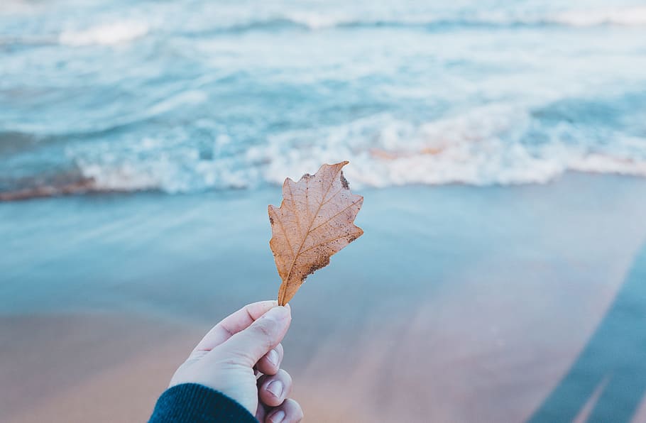 person holding dried leaf near body of water, person holding brown leaf standing on seashore HD wallpaper