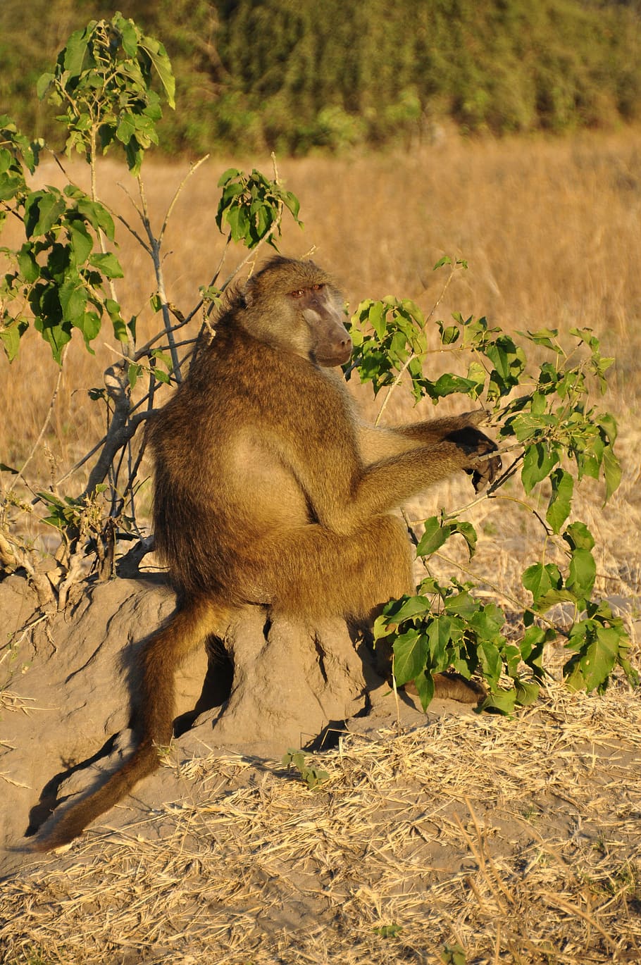 baboon, monkey sitting, vigilant, botswana, africa, animal HD wallpaper