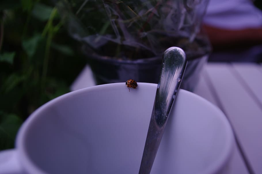 coffee, outdoor, ladybug, head, drink, invertebrate, animal HD wallpaper