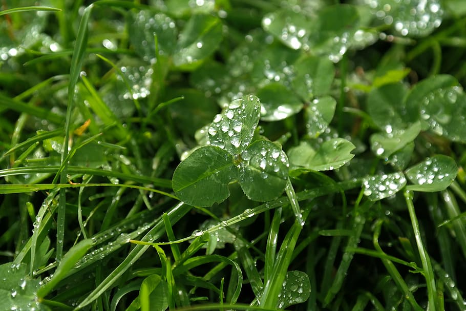 klee, red clover, shamrocks, drip, raindrop, drop of water HD wallpaper