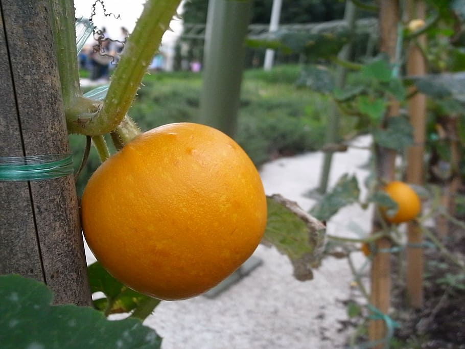 fruit, plant, pumpkin, food, freshness, nature, organic, ripe HD wallpaper