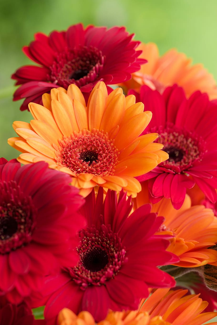 gerbera, composites, asteraceae, schnittblume, flower, blossom HD wallpaper
