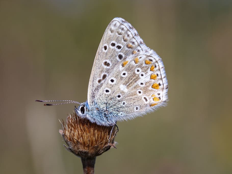 butterfly, insect, macro, close, animal, nature, color, colorful HD wallpaper