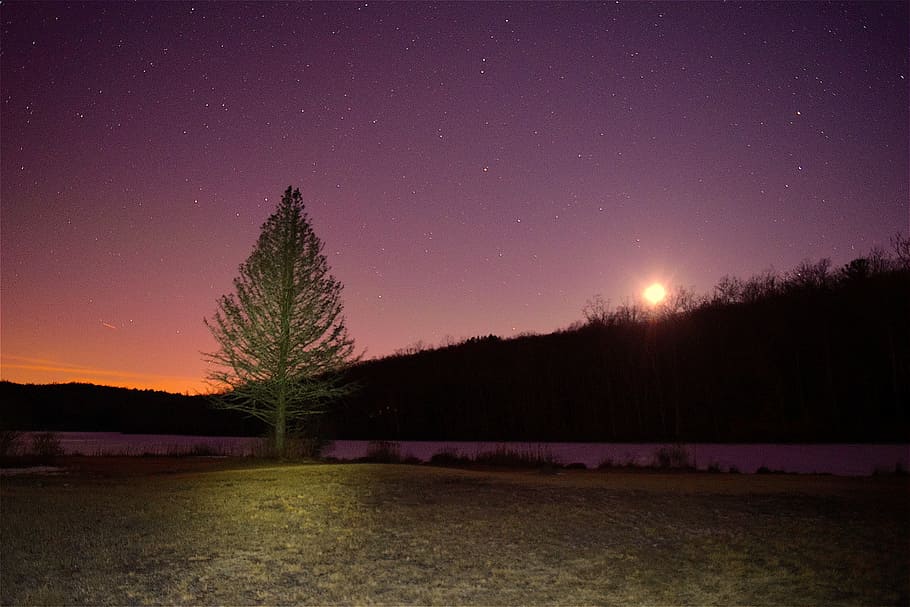 tree, night, moon, sky, light, evening, landscape, orange, glow HD wallpaper