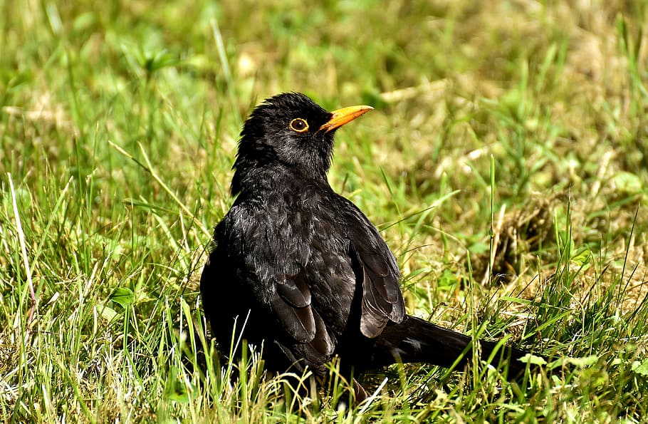 blackbird, songbird, nature, animal, blackbird male, black bird
