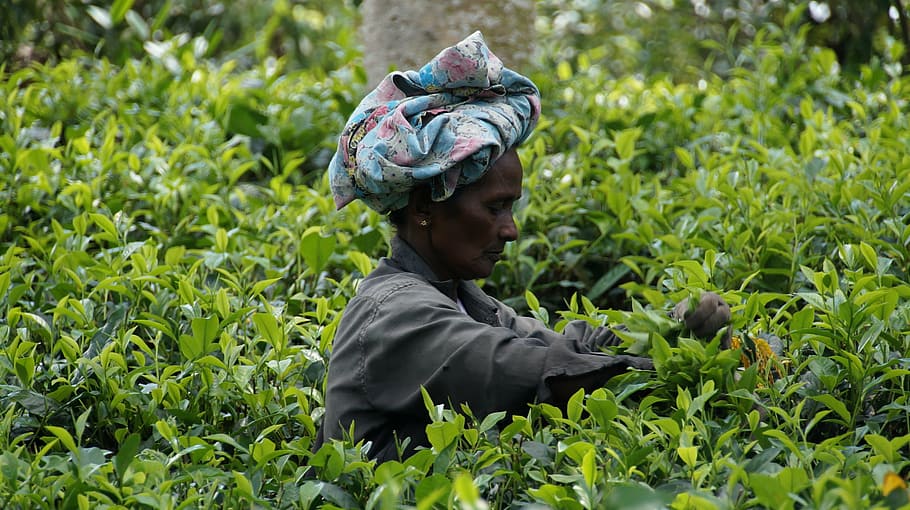 woman standing in the middle of green plants, sri lanka, tea harvest, HD wallpaper