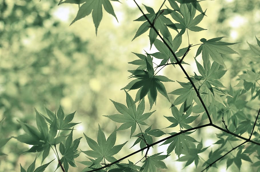 cannabis leaves, maple, tree, botany, plant, flora, foliage HD wallpaper