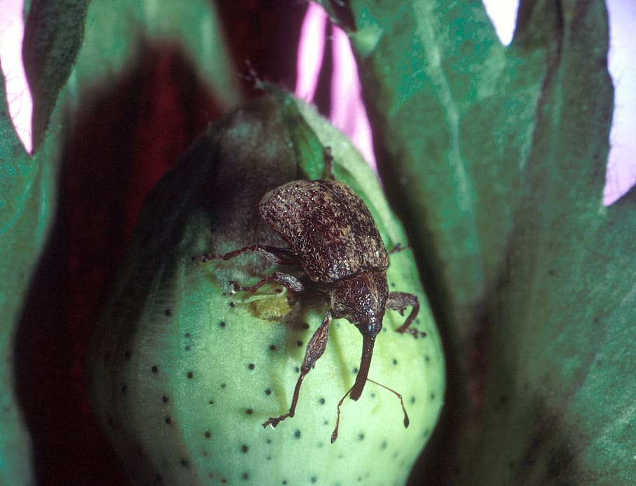 pest, boll weevil, destructive insect, devastating, anthonomus grandis HD wallpaper
