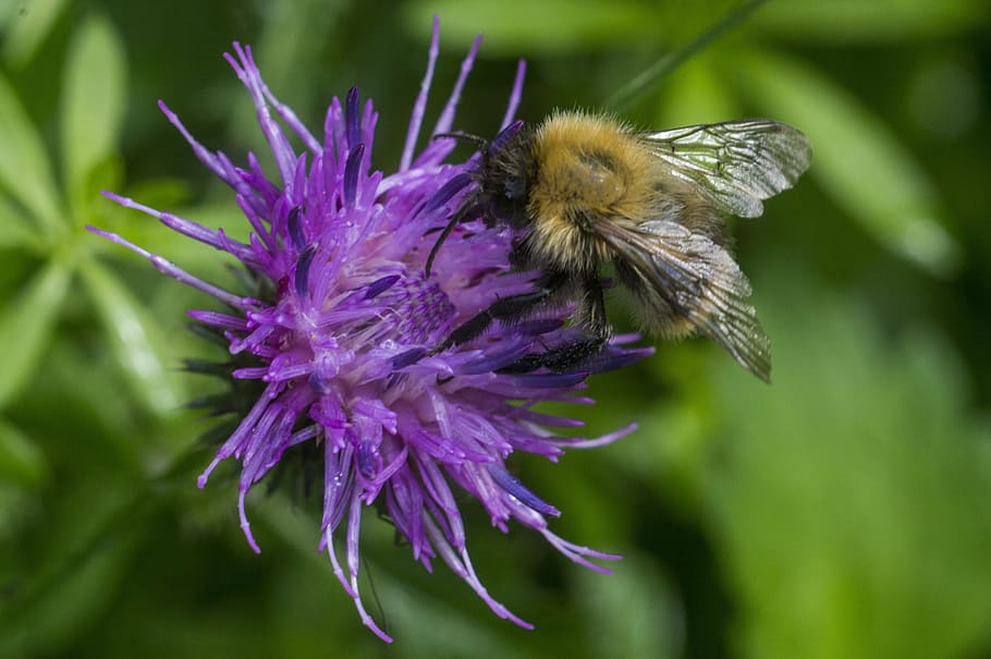 bumble-bee, thistle, summer, flower, flowering plant, animal HD wallpaper